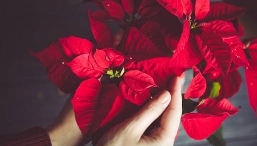 colori stella di natale rossa