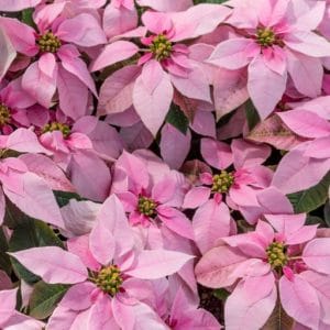 Stella di natale rosa