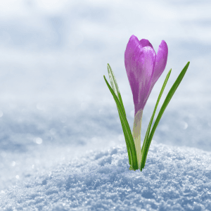 croco fiori invernali da esterno primo piano della pianta con i petali viola in mezzo alla neve.
