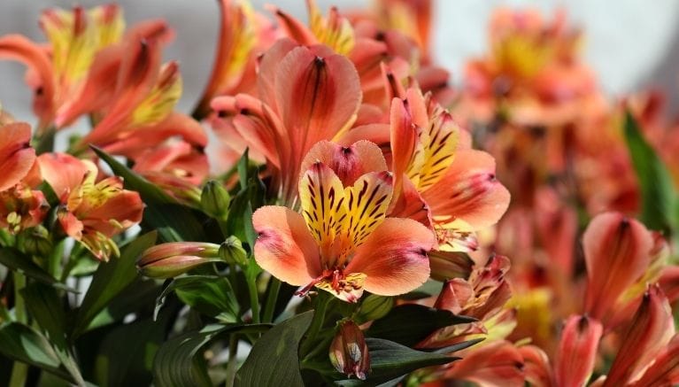 giornata del fiore