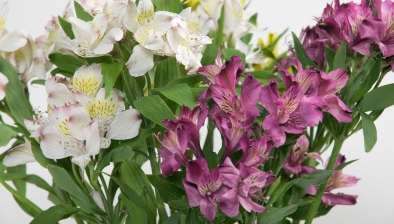 giornata del fiore