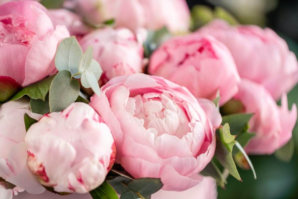 Peonia rosa antico
