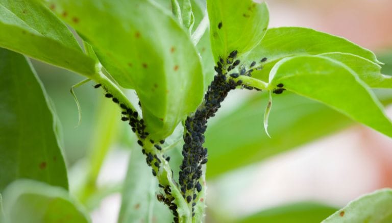 Insetti nella piante: quali sono e quali rimedi usare 