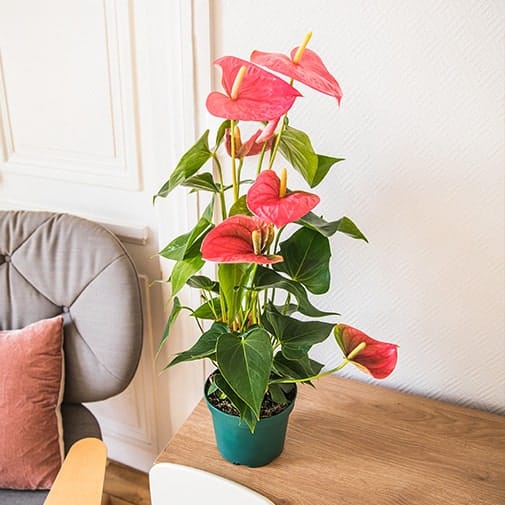 anthurium in vaso