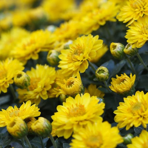 Fiori gialli per cimitero
