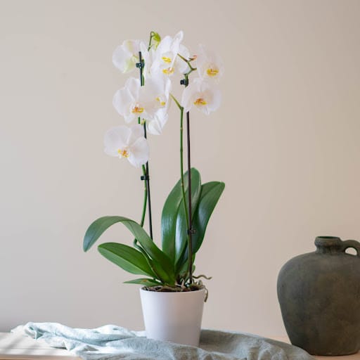 regalo per festa dei nonni orchieda bianca in vaso con vaso bianco su sfondo rosa regalo festa dei nonni orchiedea bianca
