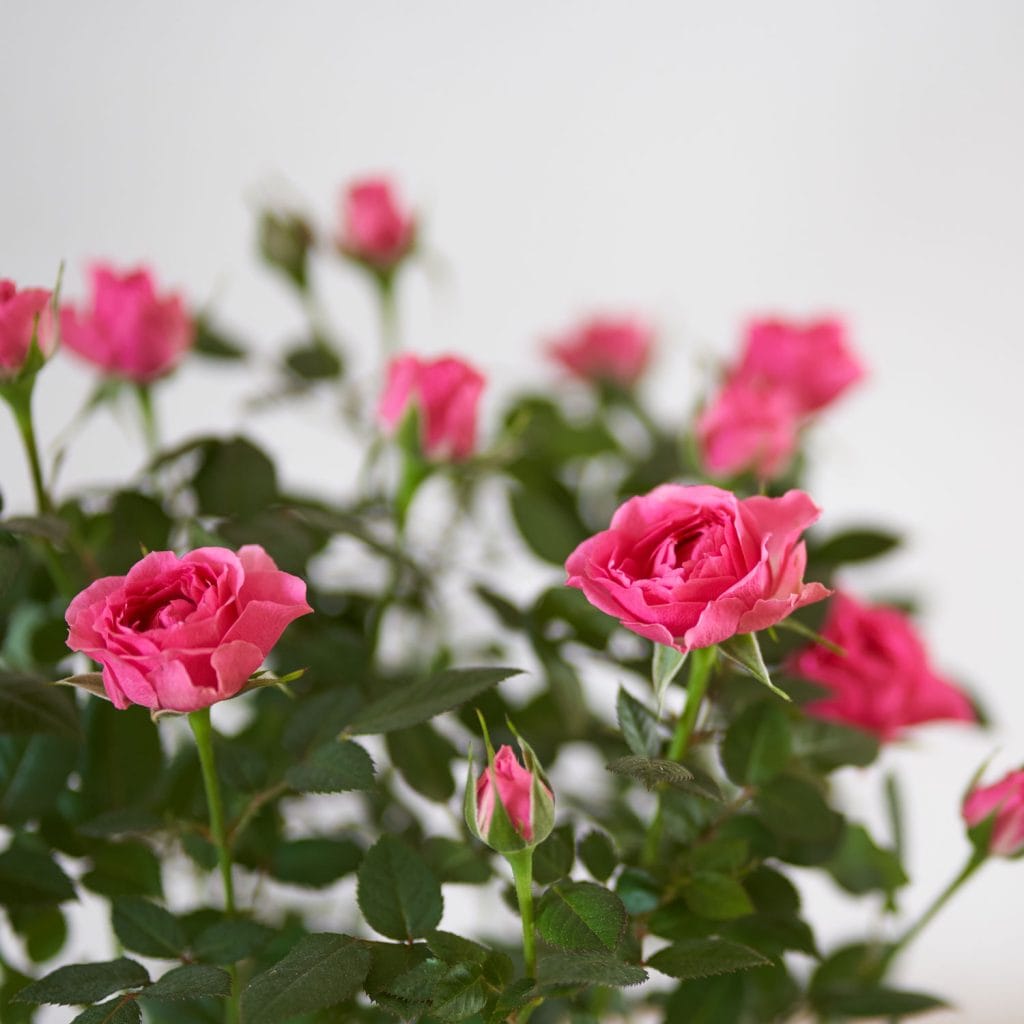 rose