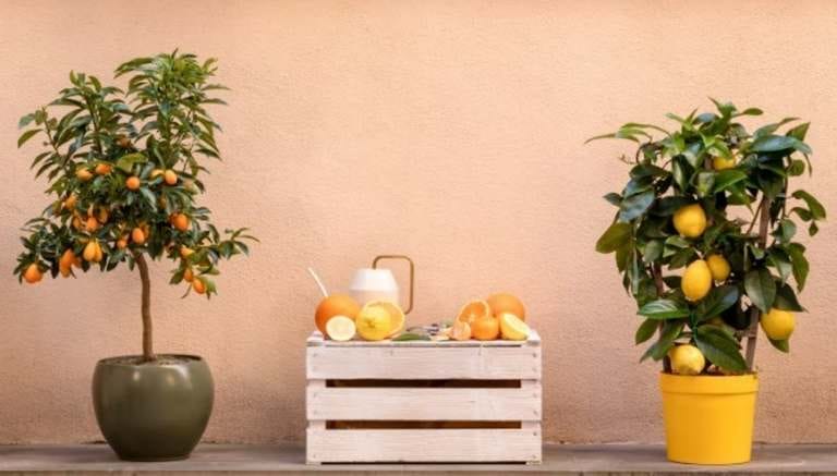 Come scegliere un vaso di fiori o di piante per l’esterno? 