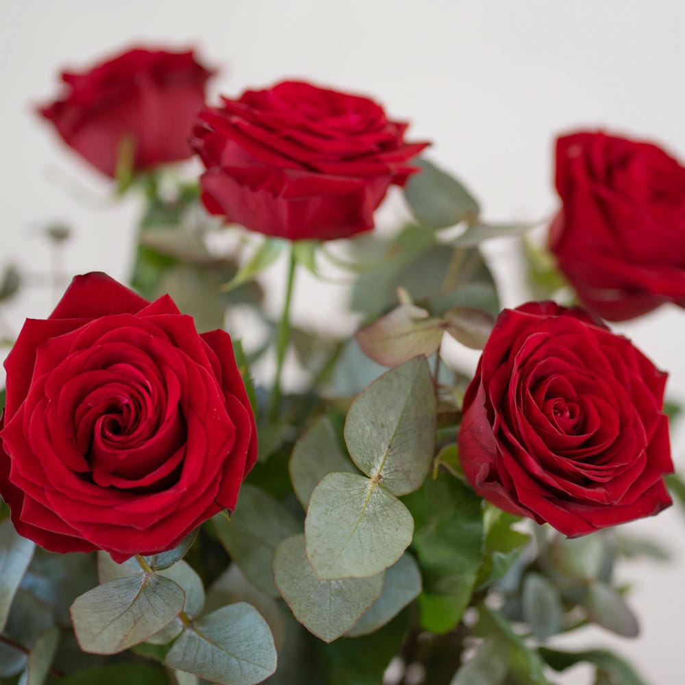 Rosa rossa