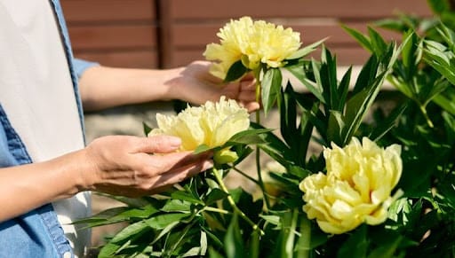 Peonie gialle in primo piano accarezzate da una mano 