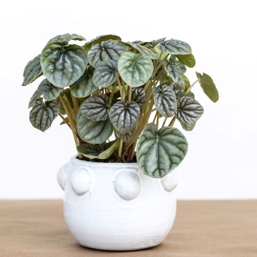 Peperomia