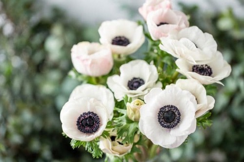 Bouquet di anemoni bianchi dal cuore scuro fotografati all’aperto con sfondo verde sfocato