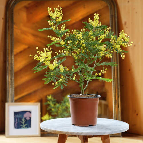 Pianta di mimosa in vaso di plastica su tavolino rotondo, con piccoli fiori gialli e foglie verdi leggere
