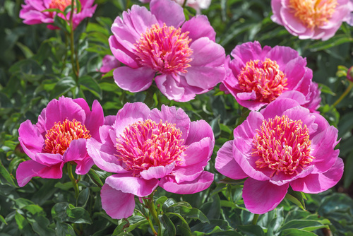 Quando sbocciano le peonie? Periodo di fioritura e cosa fare se non si aprono