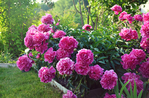 Beautiful,Pions,In,The,Garden
