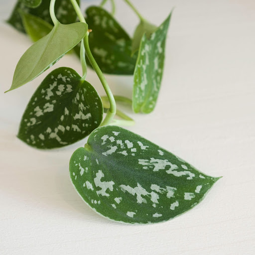 primo piano delle foglie verdi del pothos