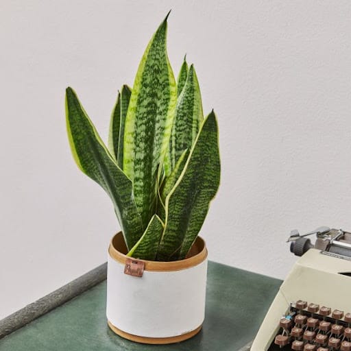 sansevieria
