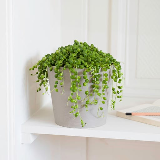 senecio rampicante pianta grassa con le foglie a forma sferica in vaso grigio e sopra una libreria