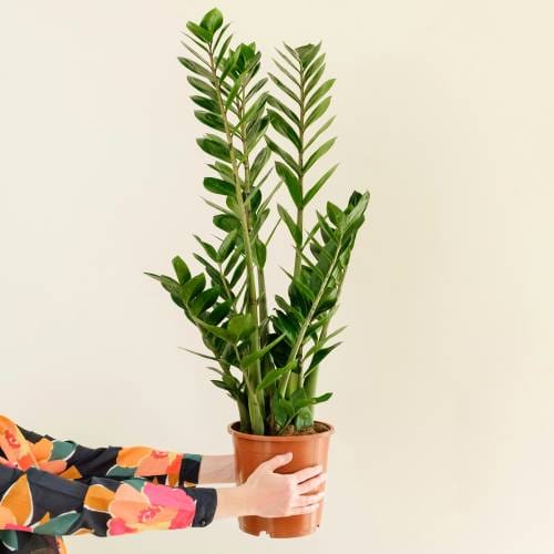 zamioculcas zamifolia