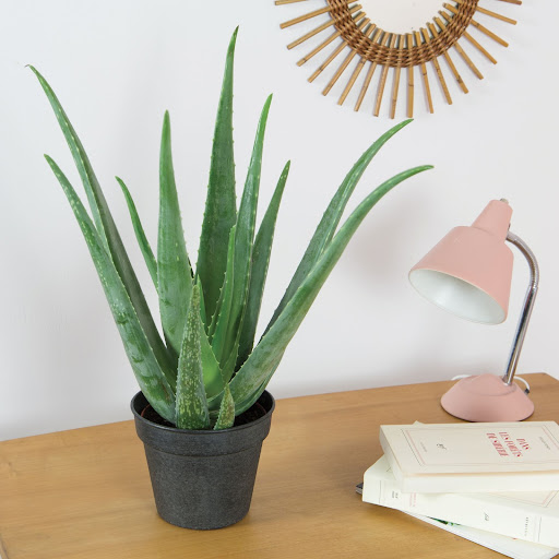 aloe vera in vaso nero elegante sopra una scrivania 