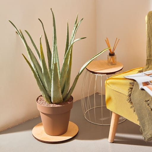 aloe vera