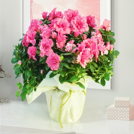 Azalea