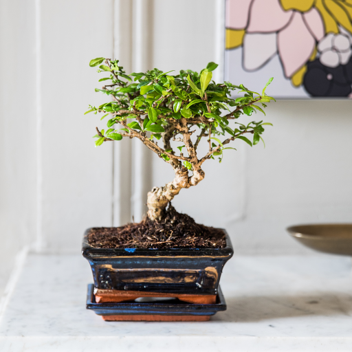 bonsai