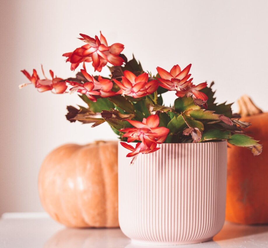 Cactus di Natale rosso in vaso