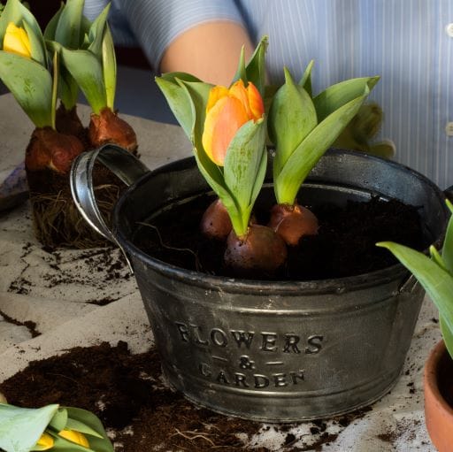tulipani piantati in vaso