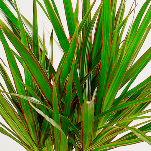 foglie dracaena verdi con sfumature rosse
