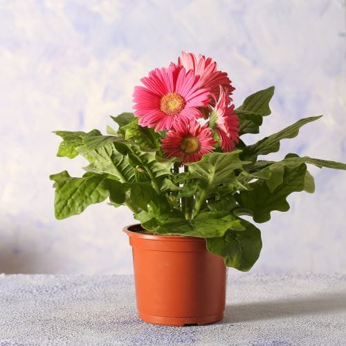 gerbere rosa in vaso con sfondo bianco