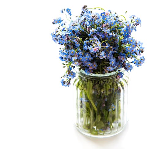Myosotis