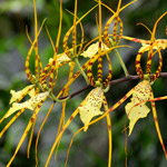 L’orchidea Bulbophyllum