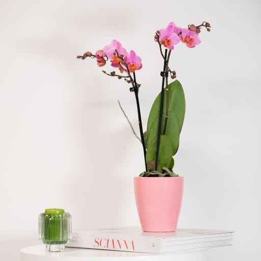 Orchidea rosa