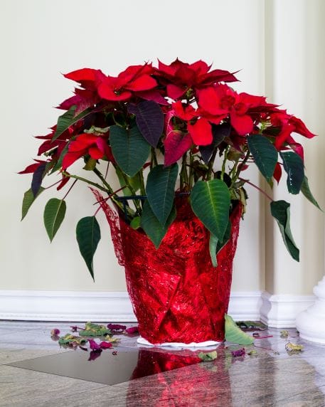 perdita delle foglie della stella di natale