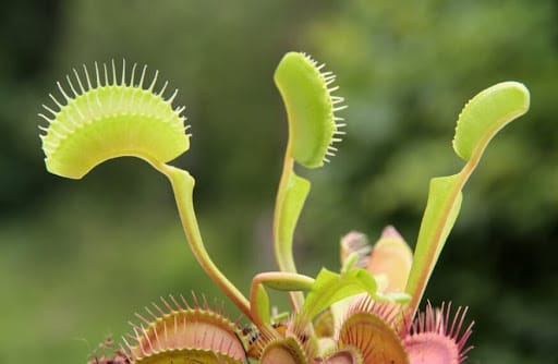 bocca di una pianta carnivora verde