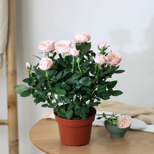 rose rosa in vaso