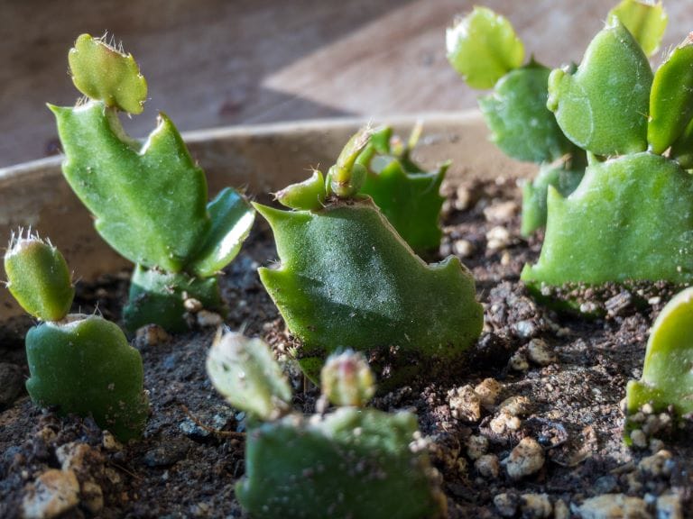 talea di cactus di natale