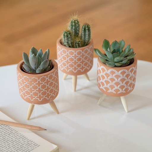 trio di piante