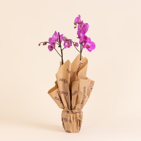Pink Orchid - Premium Orchid Plant