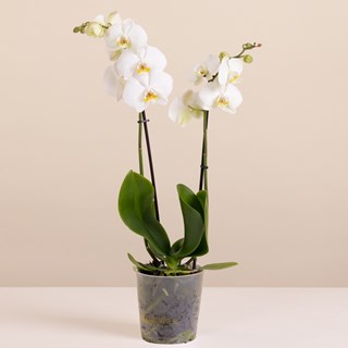 White Orchid