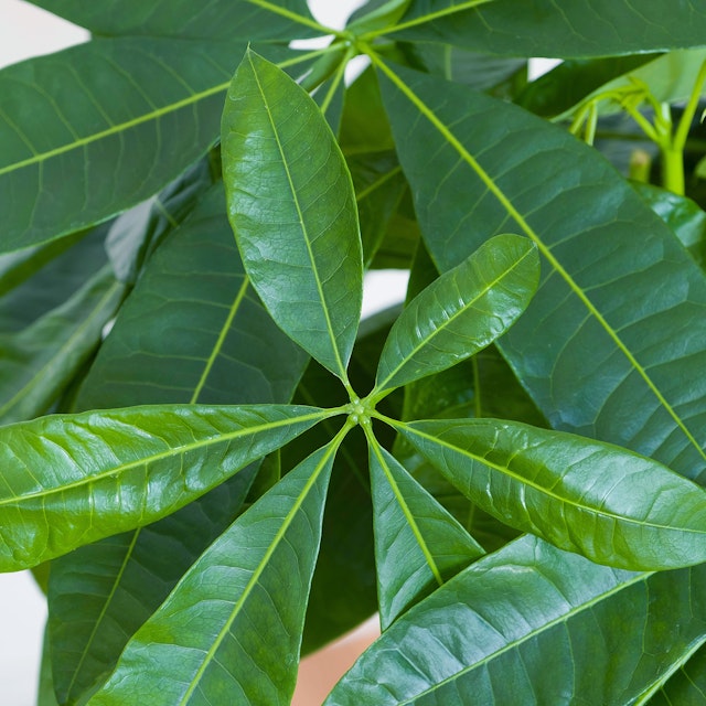 Pachira Aquatica