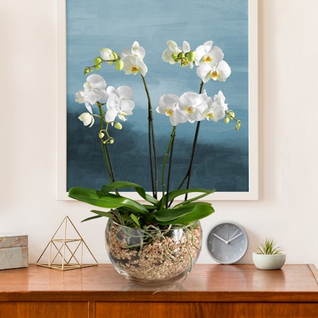 Doppia Orchidea Bianca