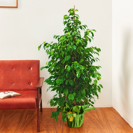 Ficus Benjamin