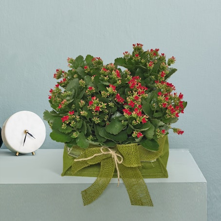 Kalanchoe