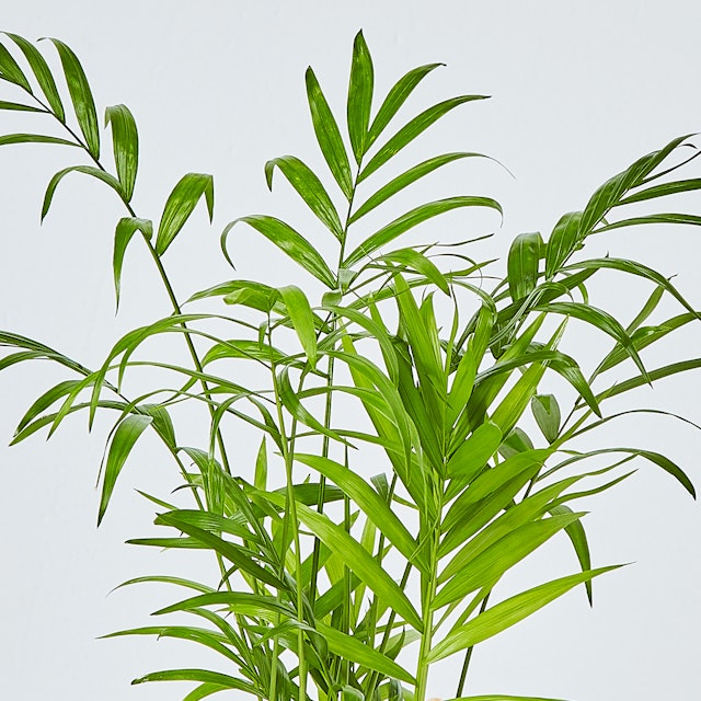 Chamaedorea