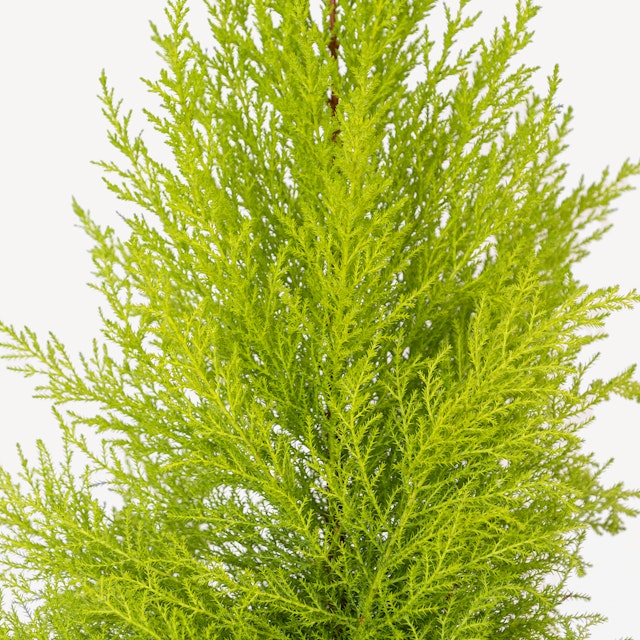Cipresso Goldcrest