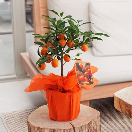 Calamondino Piccolo