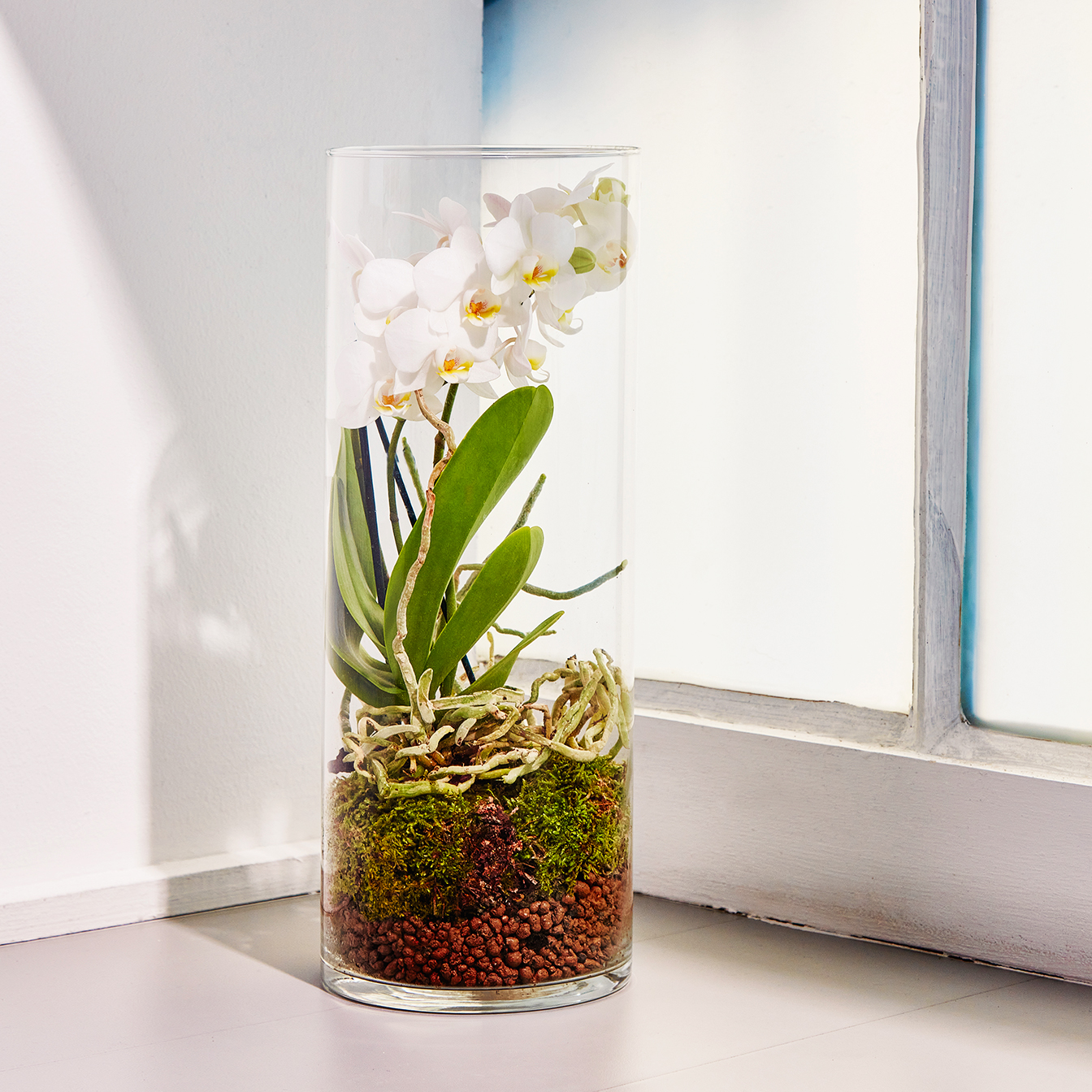 Orchidea Idroponica