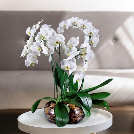 Orchidea Bianca 4 Rami